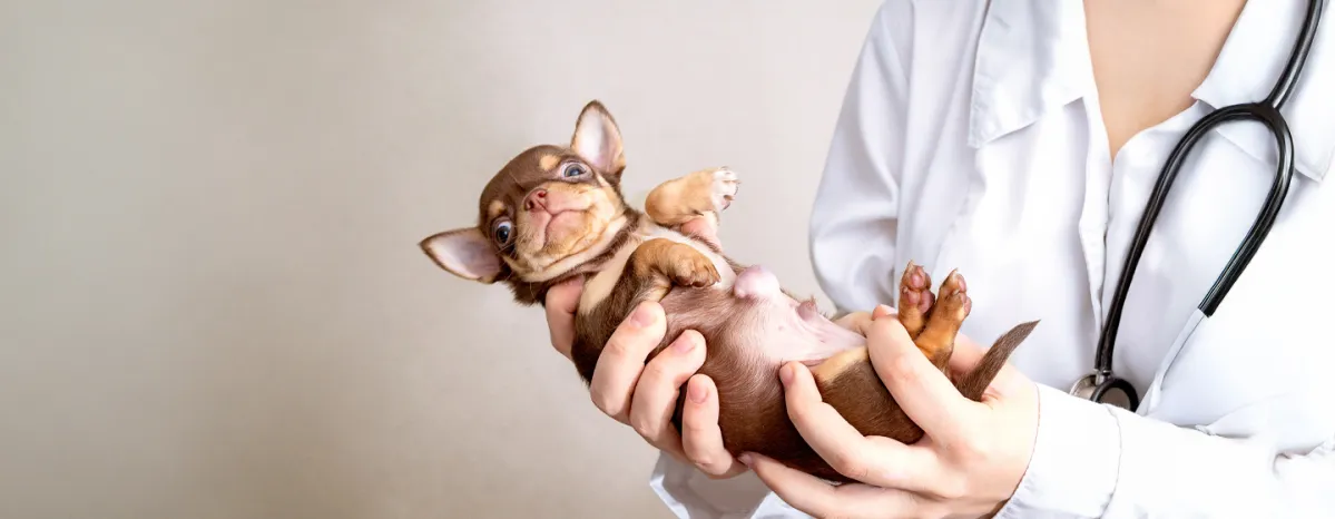 Hernias in Dogs What You Need to Know
