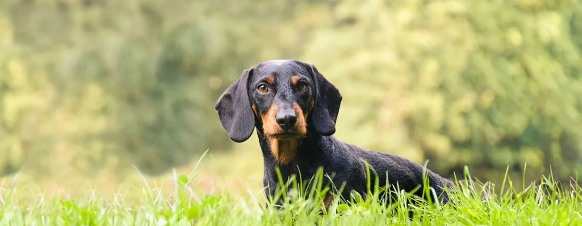 Hound Dogs_Everything You Need to Know