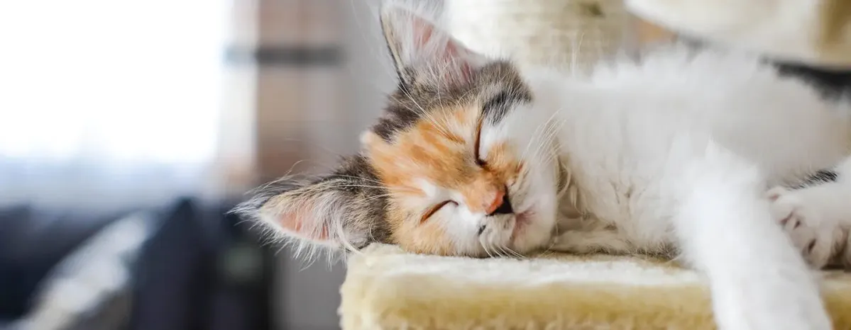 How Smart are Cats?
