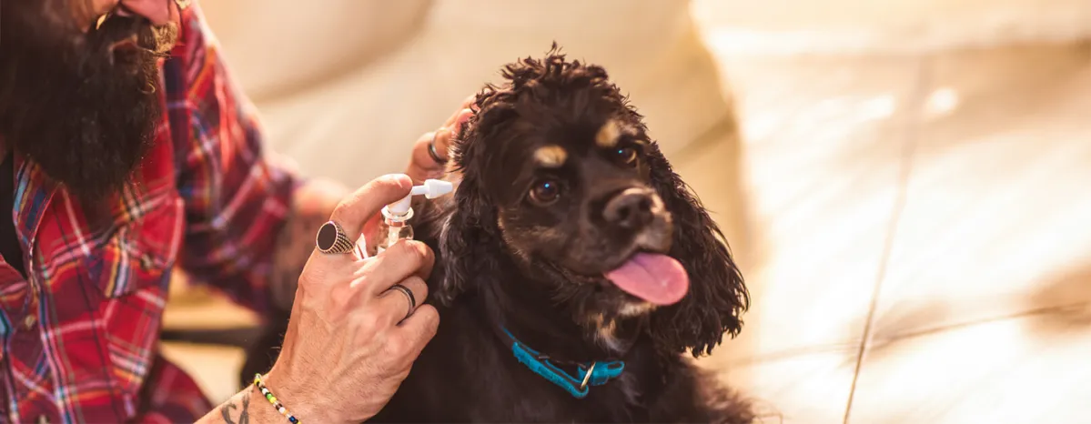 How to Clean a Dog’s Ears in 7 Simple Steps