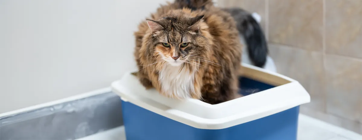 How to Help Your Constipated Cat