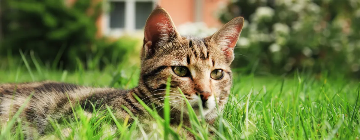 How to Remove a Tick from a Cat & Other Cat Ticks Questions