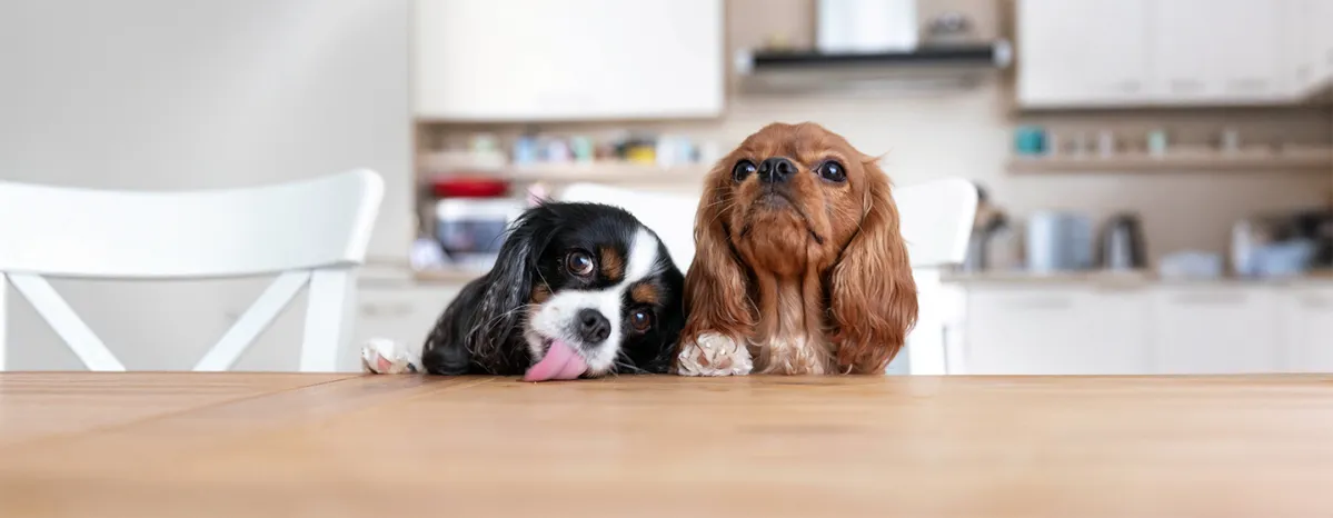 How to Stop Puppy Jumping Up- Top Tips Explained