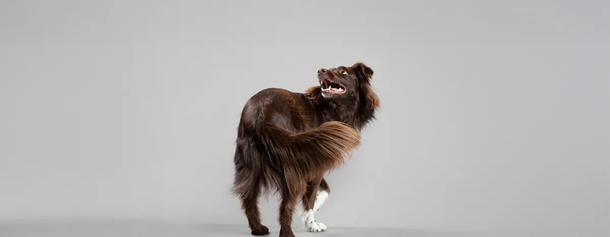 How to Teach a Dog to Spin