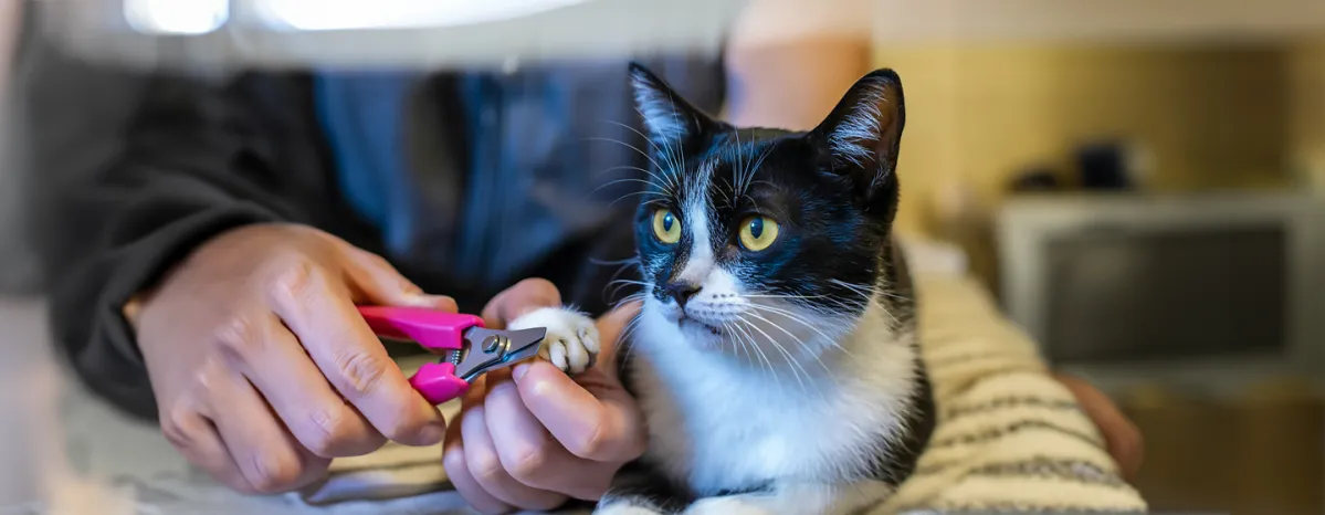 How to Trim Cat Nails