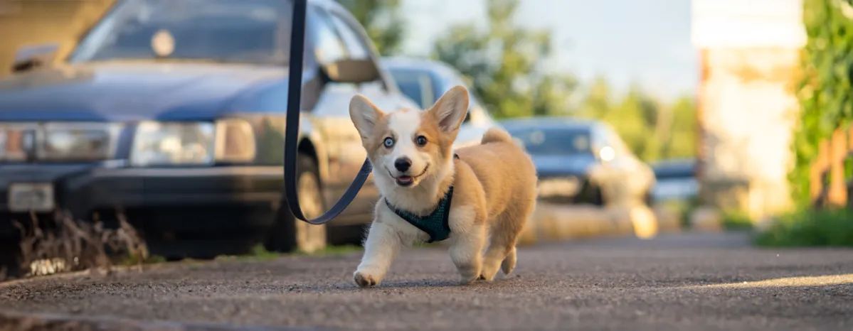 How to Walk a Puppy for the First Time Our Easy Guide