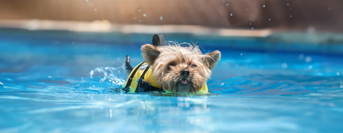 Hydrotherapy for Dogs Can It Help Your Pet Heal