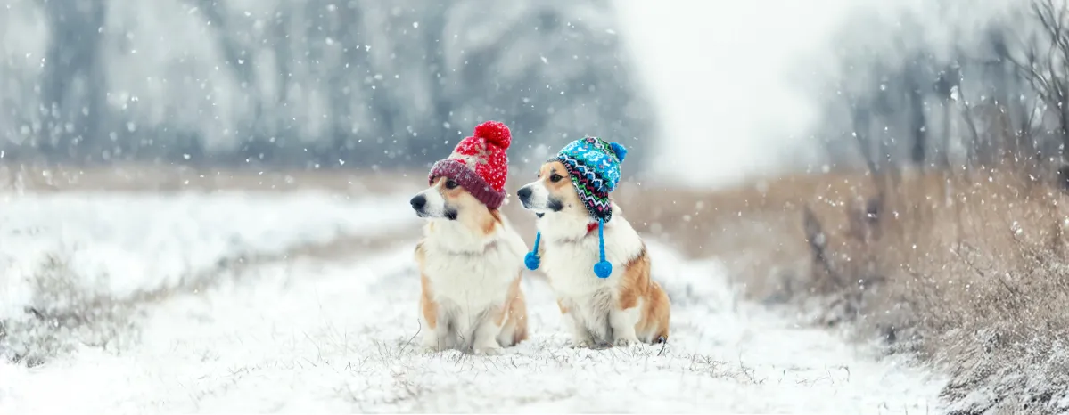Hypothermia in Dogs Symptoms and Treatment