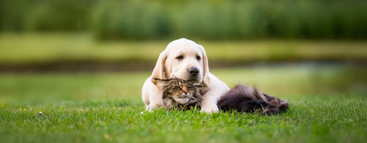 Introducing a New Puppy to Dogs and Other Pets