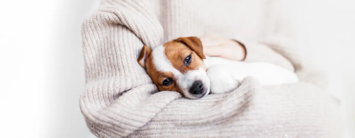 Is My Dog Ill? Unusual Symptoms to Watch Out For