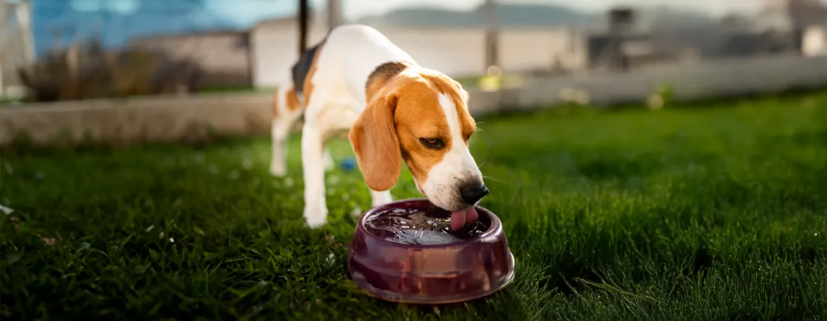 Keeping Your Dog Hydrated