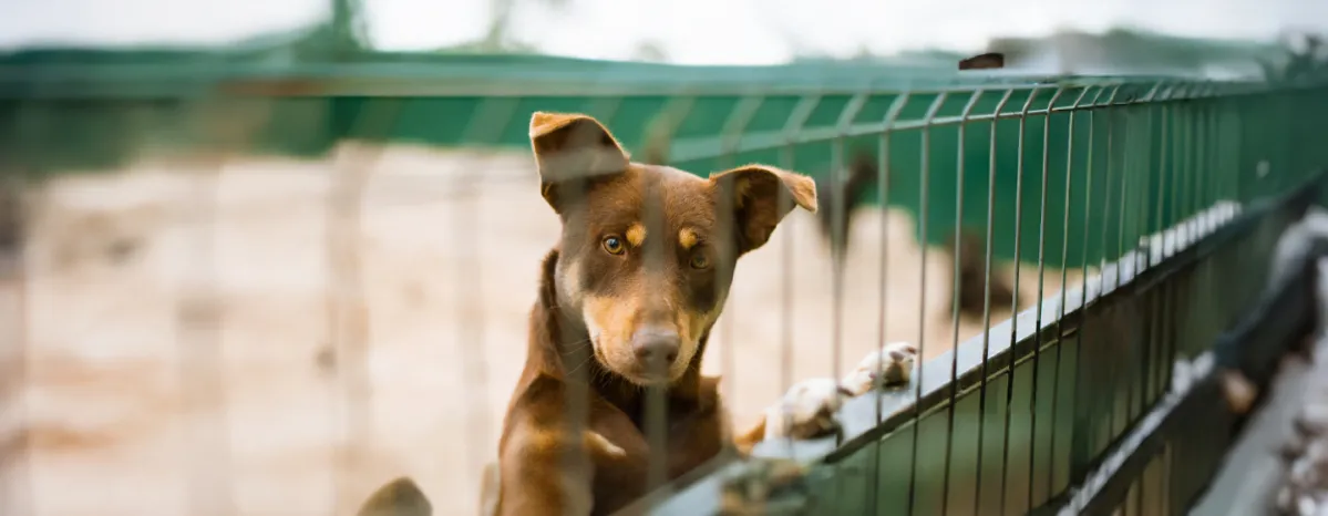 Kennel Cough in Dogs – What It Is & How to Treat It