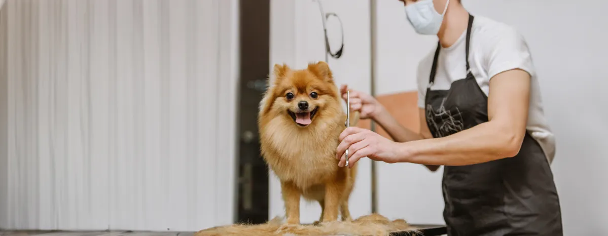 Introducing Your New Cat to Your Other Pets