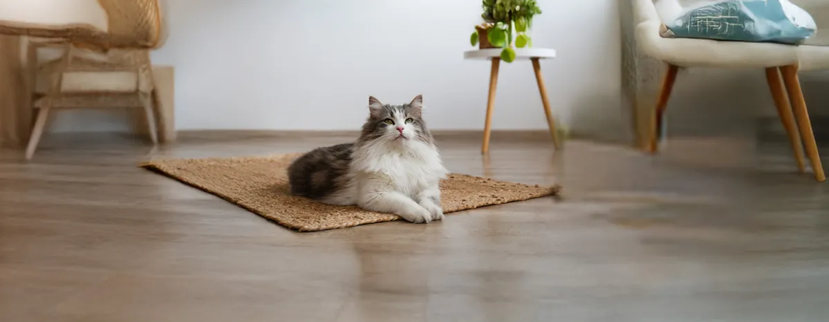 The Myth of ‘Hypoallergenic Cats’.
