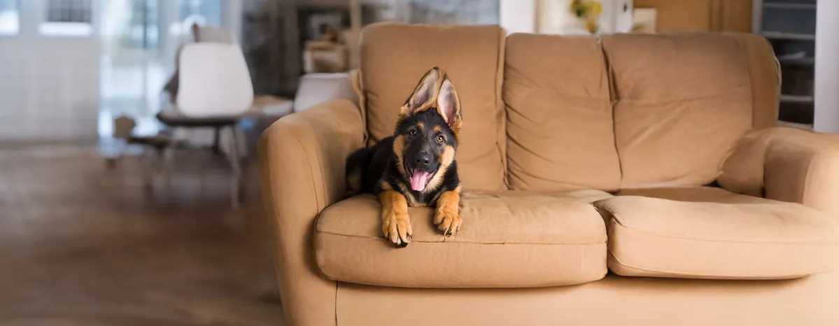 Top Easiest Dogs to Train