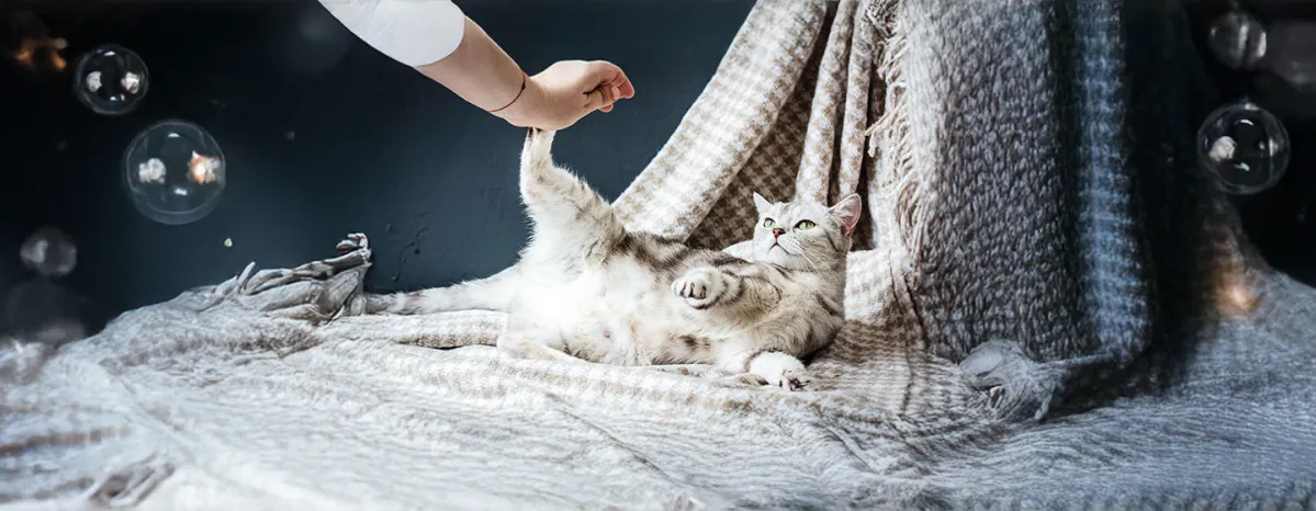 Top Things to Look Out For During Cat Pregnancy