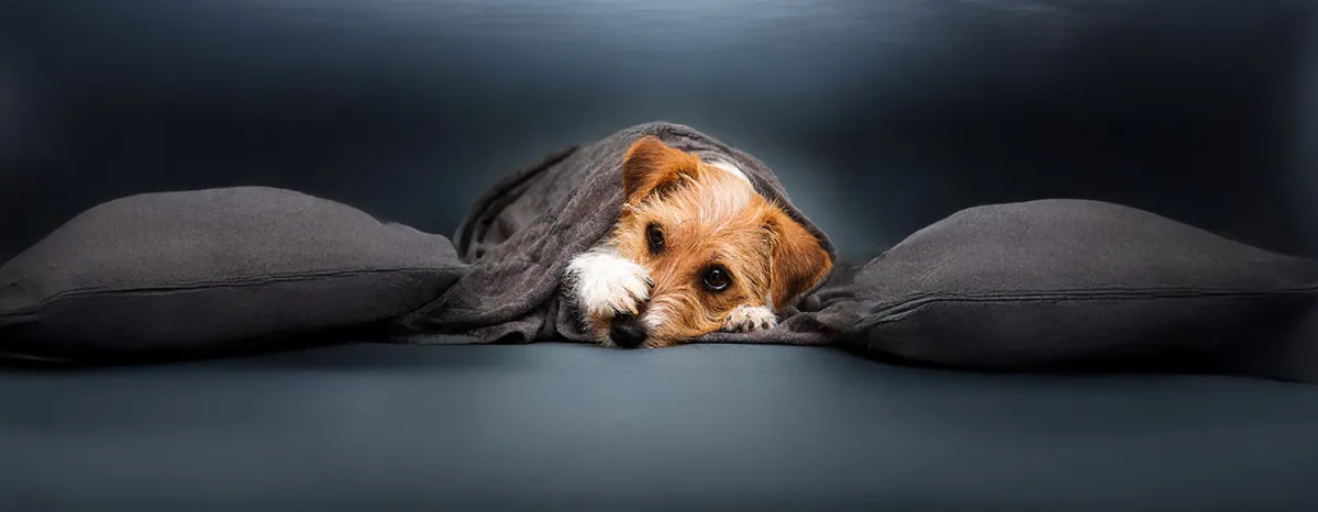Reverse Sneezing in Dogs Causes & How to Help