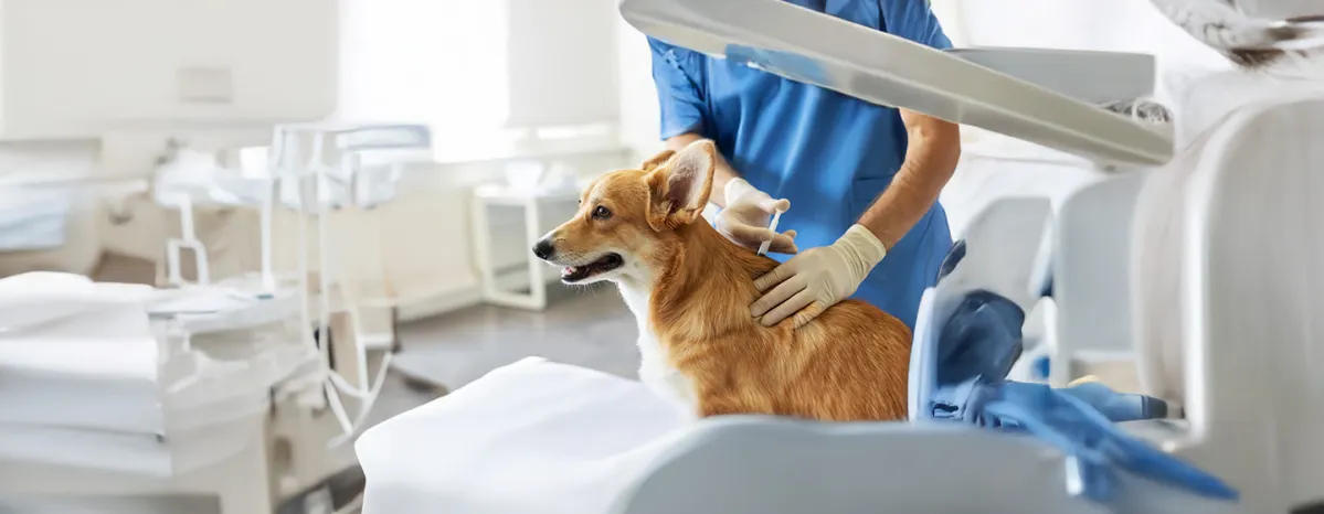 Steroids for Dogs How They Work