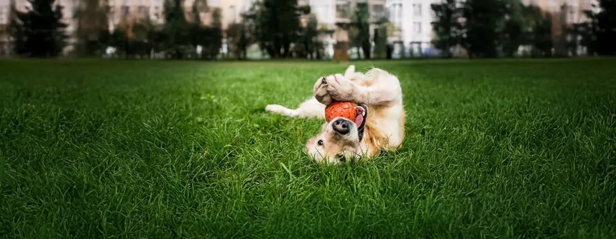 Stimulating Toys for Older Dogs