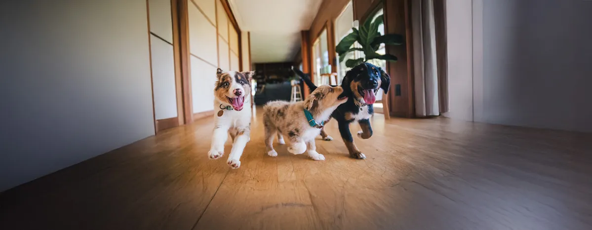 Top Tips for Socialising Your Puppy