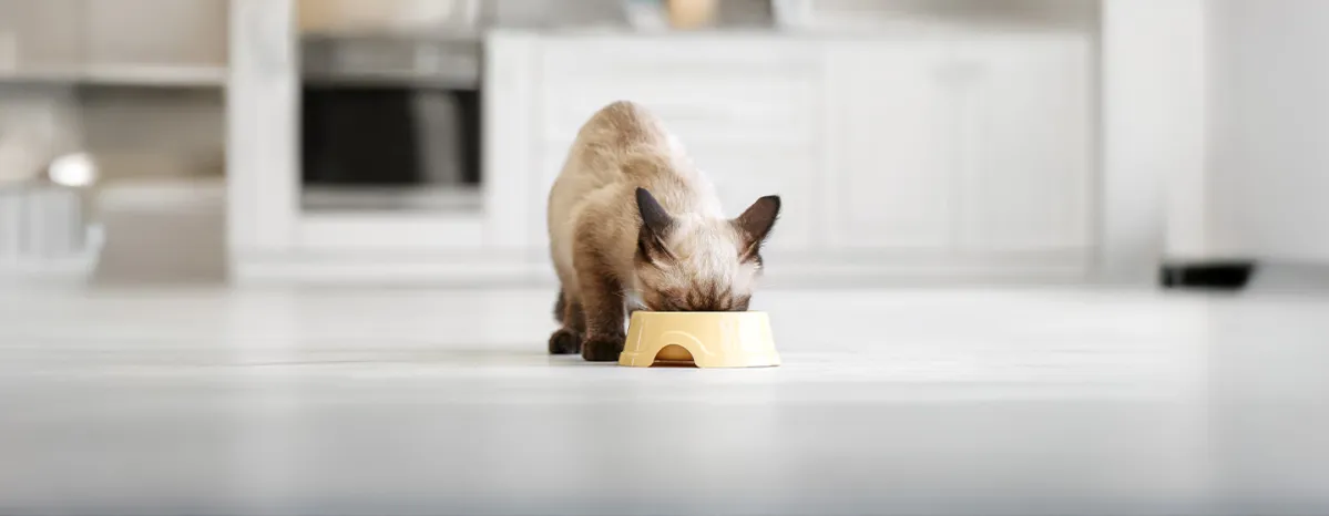 What to Feed a Kitten