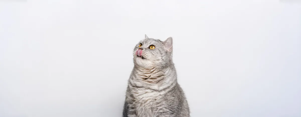 Why Do Cats Dribble