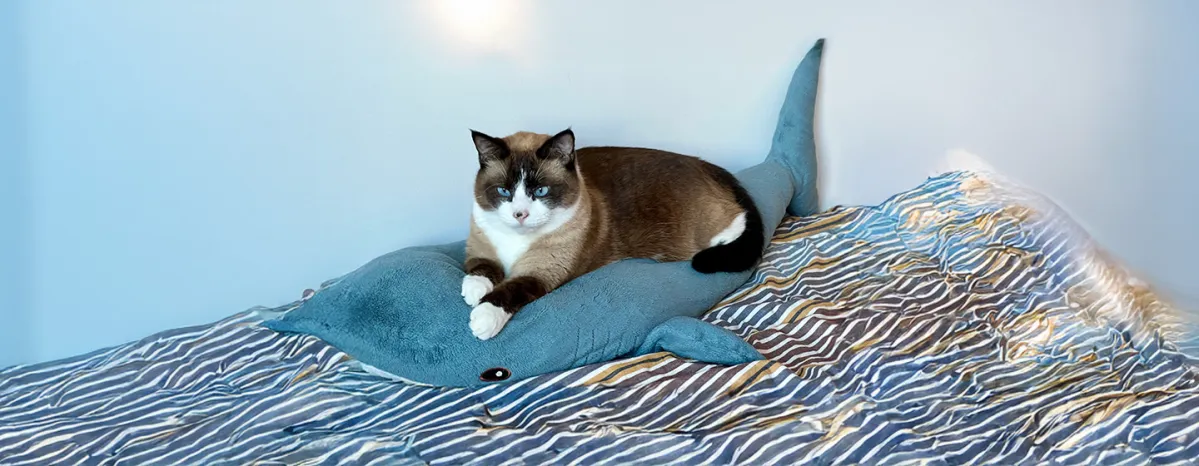 Why Do Cats Knead