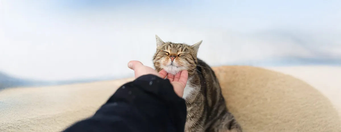 Why Do Cats Purr