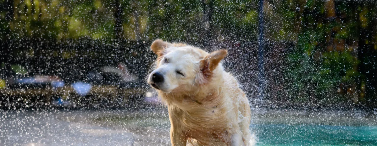 Why Do Dogs Shake