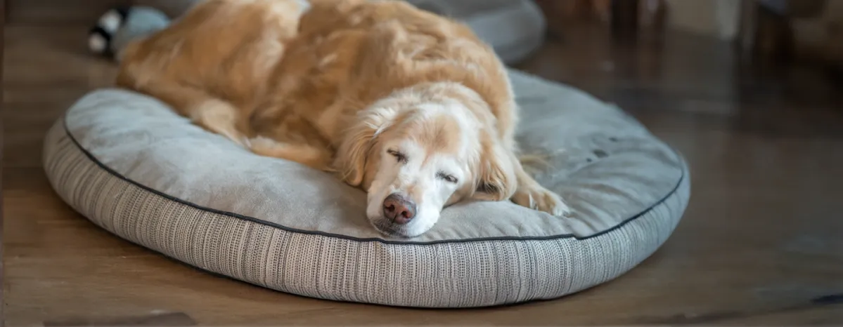 Why Do Dogs Sleep So Much