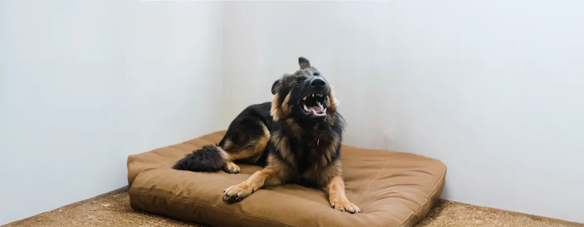 Why Do Dogs Sneeze