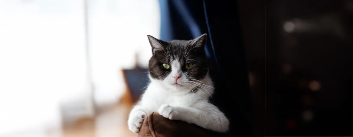 Why Does My Cat Stare at Me