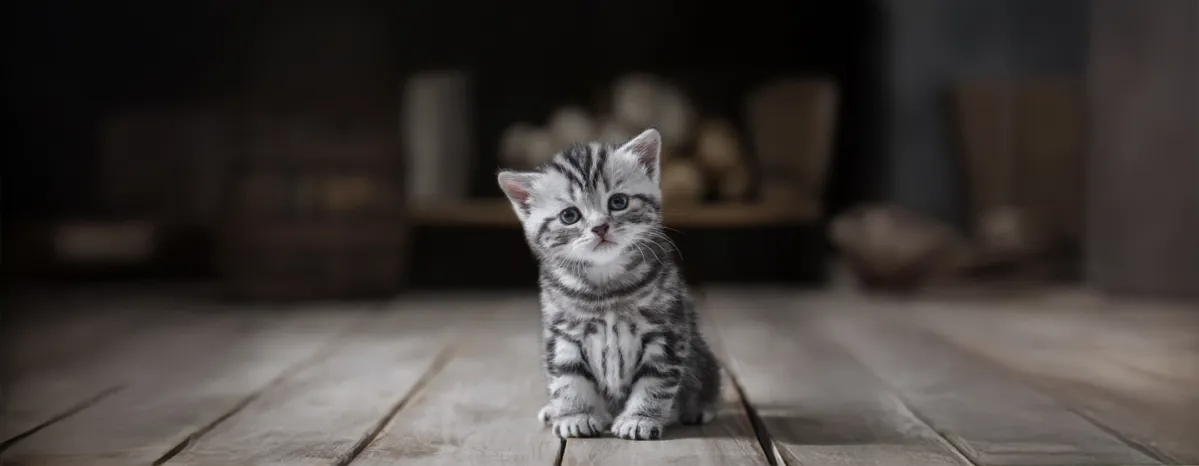 Why Is My New Kitten Not Eating