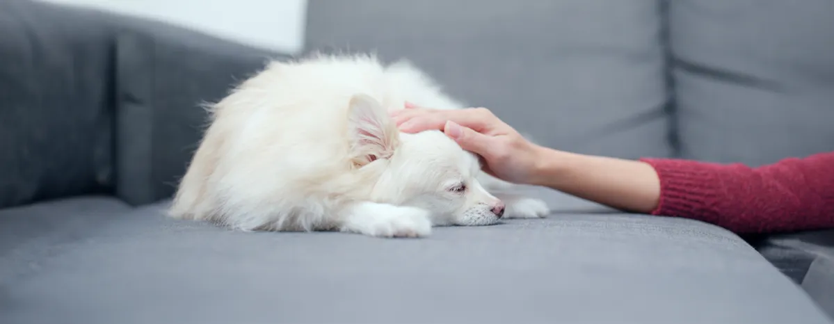 Worms in Dogs