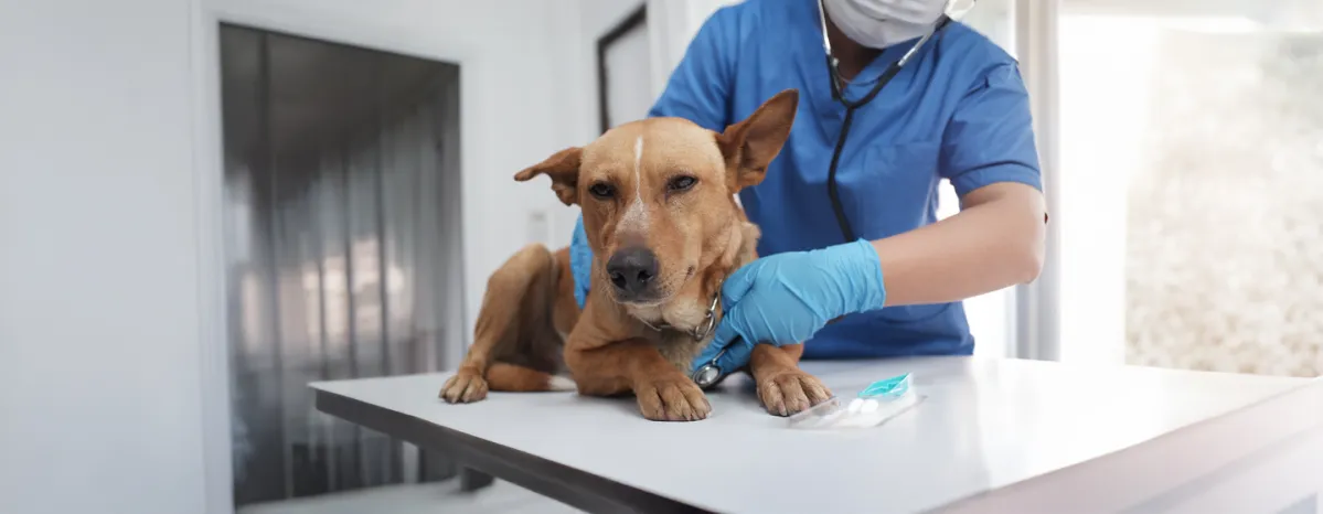 Yeast Infection in Dogs Everything You Need to Know