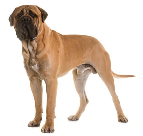 Bullmastiff