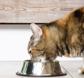Choosing a Water Bowl for Your Cat