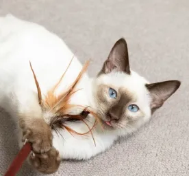 Kitten Play & Toys