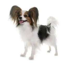 Papillon
