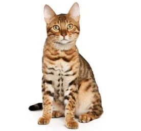 Bengal