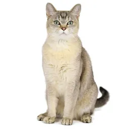 Burmilla