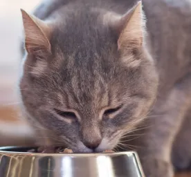 Feeding Your Indoor Cat