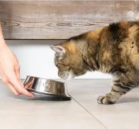 My Cat Is Not Eating - An Owner’s Guide to Fussy Eating Cats
