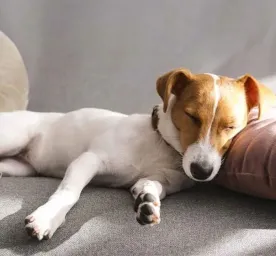 Dog Sleeping Positions