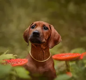 Poisonous Plants to Dogs