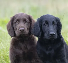 30 Amazing Dog Facts