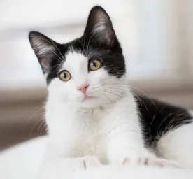 39 Fabulous Black and White Cat Names For Your Feline