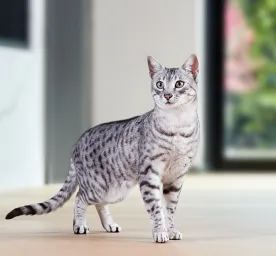 4 Egyptian Cat Breeds
