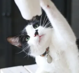 7 Black and White Cat Breeds