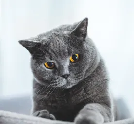 7 Grey Cat Breeds
